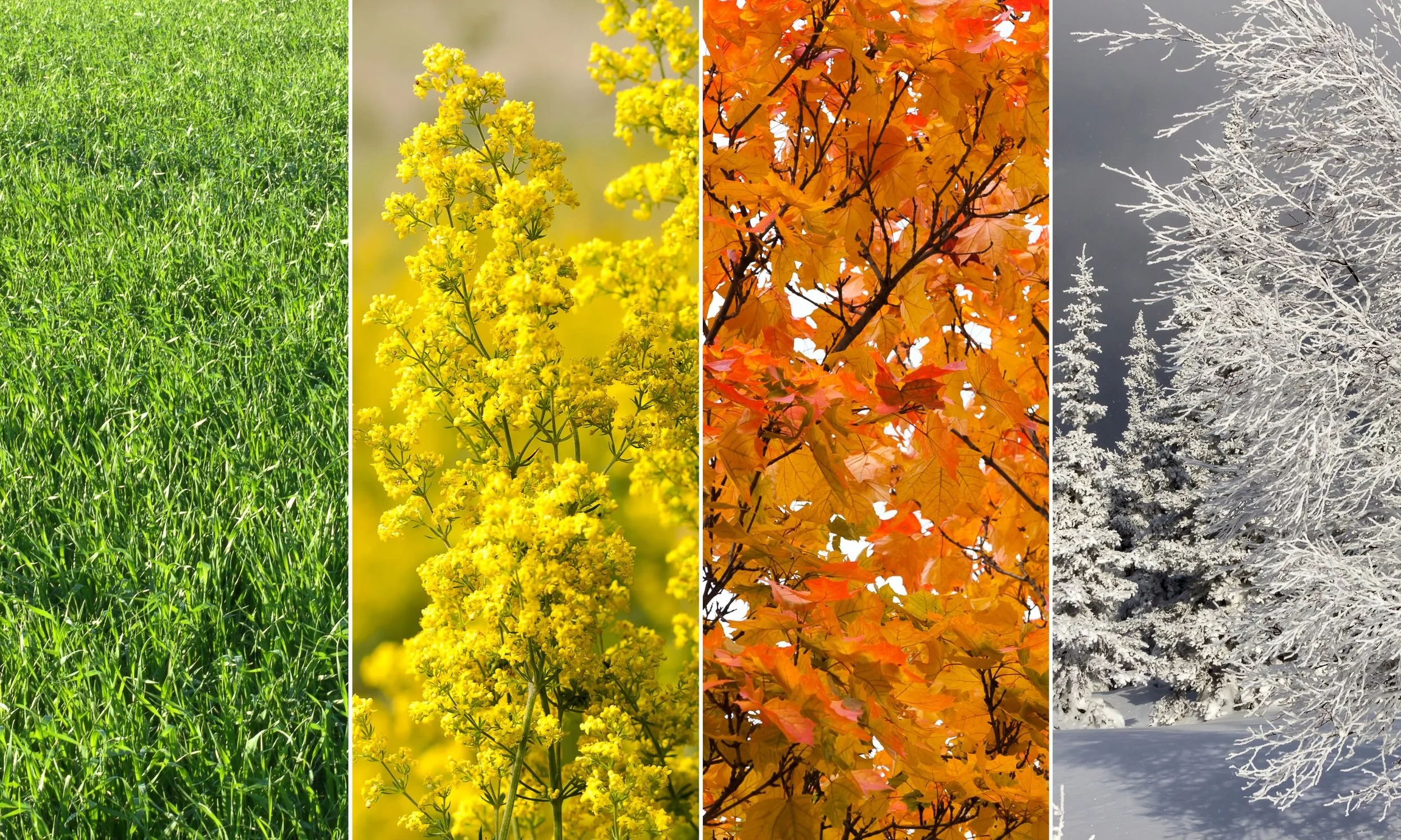 Learning To Love The Seasons of Life — Reset Ketamine - Ketamine